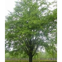 山東郯城-銀杏樹(shù)專供