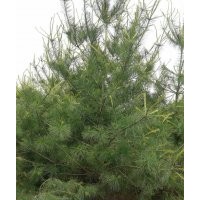 大冠幅高密度白皮松圃苗1-5米