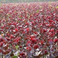 紅葉楊熱銷外賣 為您保量供應(yīng)