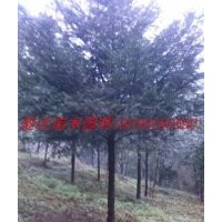 四川紅豆杉、雅安紅豆杉、成都紅豆杉、南方紅豆杉