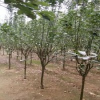 西府海棠小苗批發(fā)，西府海棠價格，供應(yīng)北美海棠品種