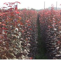 紫葉李小苗大量出售、1年生紫葉李小苗優(yōu)惠供應(yīng)