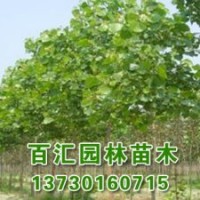 供應(yīng)精品白蠟苗木|速生白蠟樹(shù)批發(fā)