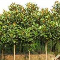 花木種植，銷售