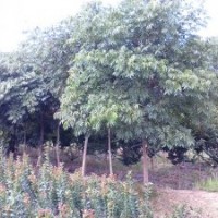 處理8-10公分無患子