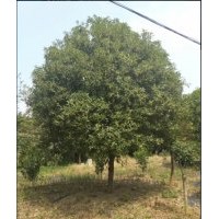 長(zhǎng)期供應(yīng):八月桂，金桔樹(shù)，各種規(guī)格及小苗1