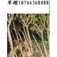 出售單櫻1~5公分