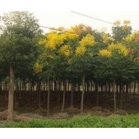 大量提供10公分欒樹欒樹基地報價