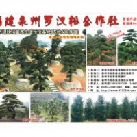 羅漢松，羅漢松，大量處理