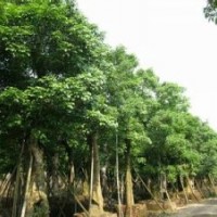 供應(yīng)秋楓價格 秋楓供應(yīng)商