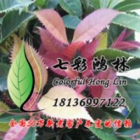 五彩桂 珍珠彩葉桂 一年葉片變化五種顏色以上的桂花