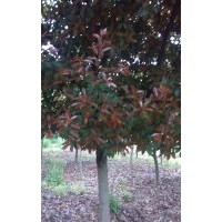 本苗圃大量批發(fā)紅葉石楠