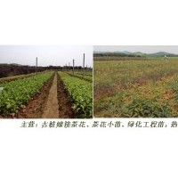 茶花小苗批發(fā)，的茶花苗、綠化苗報價