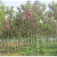 供應(yīng)香花槐價格 3-4公分香花槐 5-6公分香花槐 香花槐價格