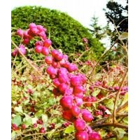 紅雪果，紅雪果供應，紅雪果價格