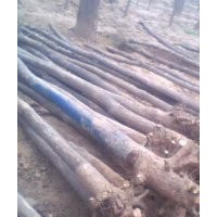 供應，毛白楊，白蠟，榆樹