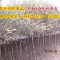 供應(yīng)2-15公分大葉女貞