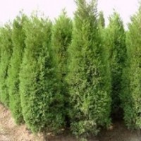 長期提供蜀檜價格 3.5米蜀檜價格