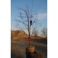 順平縣供應衛(wèi)矛，大葉黃楊，水蠟，柿子樹