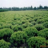 大葉黃楊，大葉黃楊苗，江蘇大葉黃楊球，大葉黃楊基地，冬青球