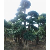 對(duì)節(jié)白臘