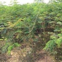 專營合歡規(guī)格齊全合歡樹苗