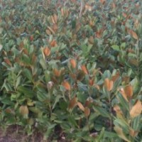 供應(yīng)：銀杏，紫薇，桂花，廣玉蘭，紫葉李，榆葉梅