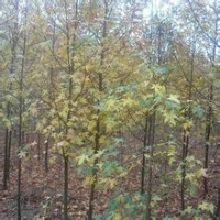 楓香報價南京10公分楓香出售