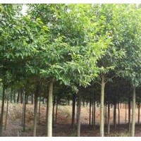 含笑供應(yīng)南京含笑銷售基地報價