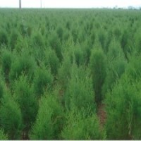 側(cè)柏基地山西優(yōu)質(zhì)側(cè)柏苗價(jià)格側(cè)柏樹出售
