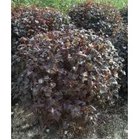 榆葉梅球，五角楓球，密枝紅葉李球，衛(wèi)矛球，水蠟球，各種快柏球