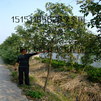 江蘇沭陽(yáng)1米高大葉女貞苗2米高大葉女貞樹苗送貨上門銷售