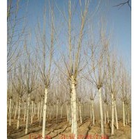 哪里法桐最便宜，濟寧曙光苗木合作社