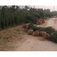 專供山西，蜀儈，側(cè)柏，北京儈，河南儈