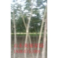 山東供應3公分合歡