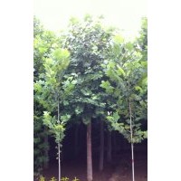 特供法桐，白蠟，國(guó)槐