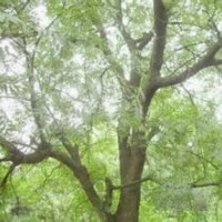 江蘇黃連木報(bào)價(jià)15公分精品黃連木出售