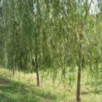 5公分垂柳價格，3公分金絲垂柳價格