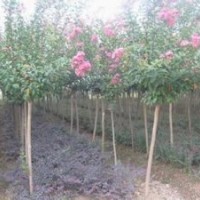 紫薇銷售價格15公分紫薇報價