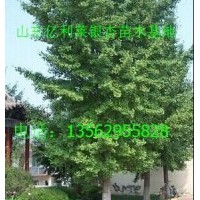 供應(yīng)銀杏樹