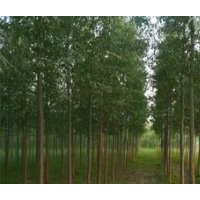 處理柳樹 低價(jià)供應(yīng)柳樹 山西優(yōu)質(zhì)柳樹