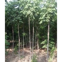 供應(yīng)黃山欒