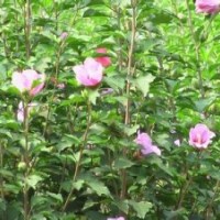 石家莊木槿價格|河北扶芳藤批發(fā)供應(yīng)