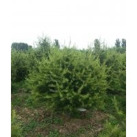 龍柏 大量供應(yīng)龍柏 只收人工費用