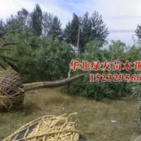 河北苗木火炬,千頭椿,柳樹(shù)