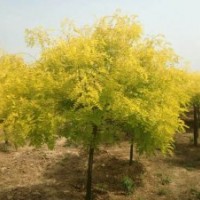 金葉國槐獨家為您優(yōu)質(zhì)呈現(xiàn)