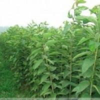 1-5公分櫻花樹苗價格便宜了