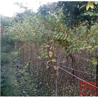 供應(yīng)紫薇條子