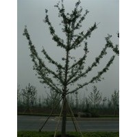 10公分銀杏樹(shù)價(jià)格,10公分白果樹(shù)價(jià)格