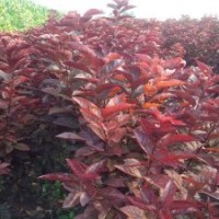 三公分紫葉李樹苗，出售紫葉李小苗，紫葉李速成苗廠家